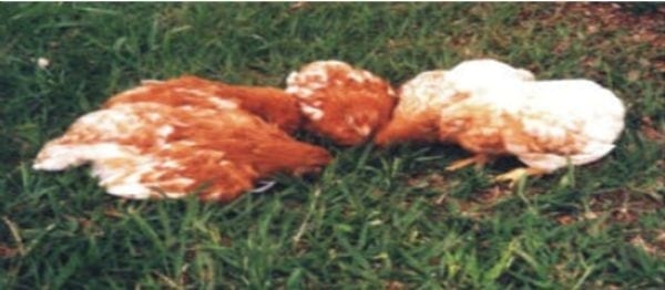 Ocurrencia de la enfermedad infecciosa de la bolsa después de la vacunación con el virus atenuado con bajo pasaje - Image 1