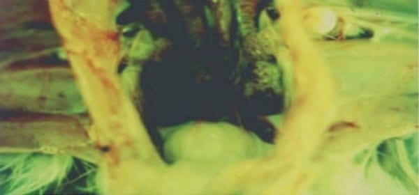 Ocurrencia de la enfermedad infecciosa de la bolsa después de la vacunación con el virus atenuado con bajo pasaje - Image 3