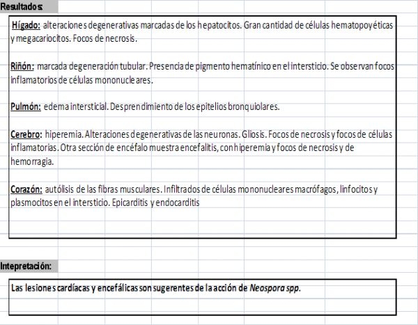 Síntesis de la neospora y su diagnostico por laboratorio - Image 2