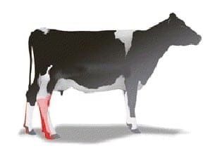 ¿Sabe Usted en que se basa el criterio de selección genética de un toro Neozélandes? - Image 4