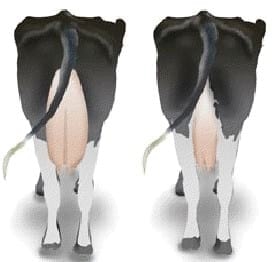 ¿Sabe Usted en que se basa el criterio de selección genética de un toro Neozélandes? - Image 5