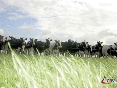 ¿Sabe Usted en que se basa el criterio de selección genética de un toro Neozélandes? - Image 2