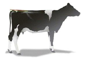 ¿Sabe Usted en que se basa el criterio de selección genética de un toro Neozélandes? - Image 3
