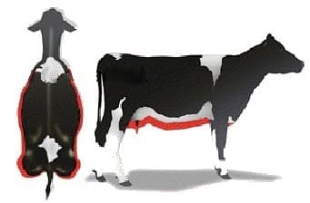 ¿Sabe Usted en que se basa el criterio de selección genética de un toro Neozélandes? - Image 7