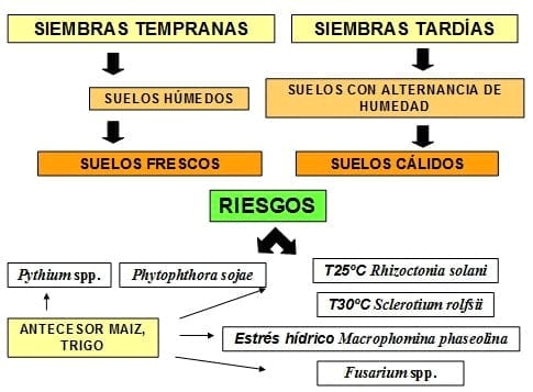 Importancia del tratamiento de semillas - Image 1