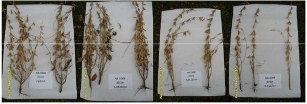 Densidad de siembra en Cultivo de Soja - Image 10