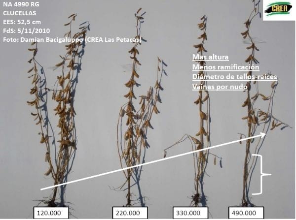 Densidad de siembra en Cultivo de Soja - Image 9