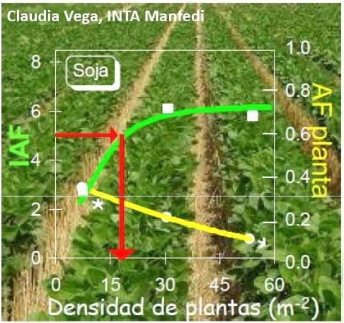 Densidad de siembra en Cultivo de Soja - Image 3