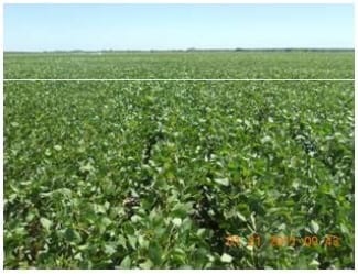 Densidad de siembra en Cultivo de Soja - Image 5
