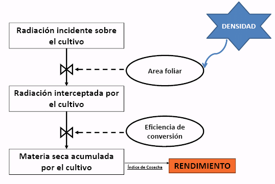 Densidad de siembra en Cultivo de Soja - Image 2