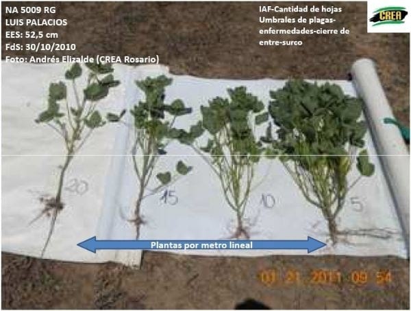 Densidad de siembra en Cultivo de Soja - Image 4