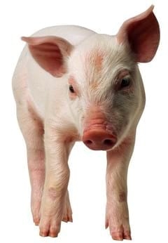 La Ciencia Básica detrás del Plasma y Proteínas de suero secados por spray - Image 3