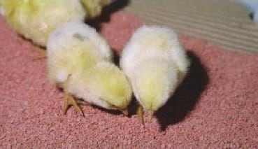Nutrición del pollito inmediatamente después de la eclosión - Image 10