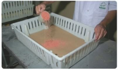 Nutrición del pollito inmediatamente después de la eclosión - Image 7