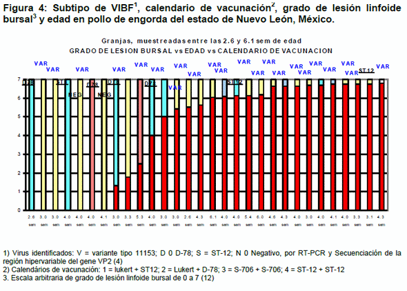 Caracterización genética de cepas de campo del virus de la afeccion de la bolsa de fabricio detectadas en granjas de pollo de engorda en el Estado de Nuevo León - Image 9