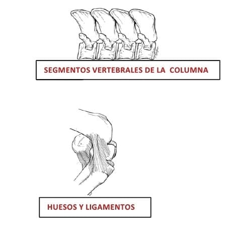 El Hueso en la Produccion Equina I - Image 1