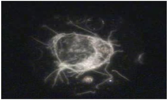 Estudio Serológico de Leptospirosis Bovina en la Comarca Lagunera - Image 7