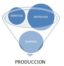 Preparación de rodeos para servicio - Image 1