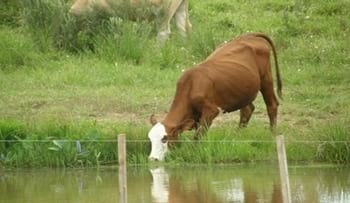 Preparación de rodeos para servicio - Image 3