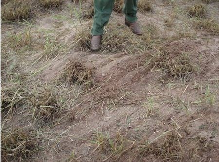 La henificación como herramienta para incrementar la eficiencia del uso de pasturas megatérmicas - Image 3