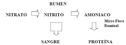 Intoxicación por nitratos, peligro latente - Image 4
