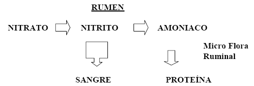 Intoxicación por nitratos, peligro latente - Image 6