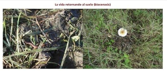 Experiencia con PRV en la ganadería La Belleza para la producción de leche y carne con ganado mestizo - Image 14