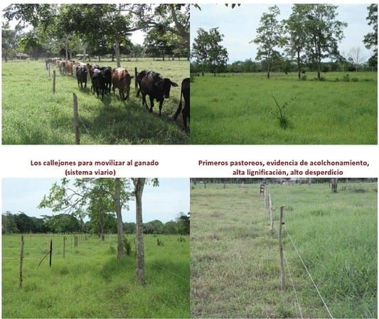 Experiencia con PRV en la ganadería La Belleza para la producción de leche y carne con ganado mestizo - Image 6