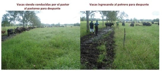 Experiencia con PRV en la ganadería La Belleza para la producción de leche y carne con ganado mestizo - Image 9