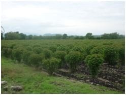 El piñón mexicano y el biodiesel en el valle de tierra caliente, Michoacan, México - Image 4