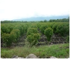 El piñón mexicano y el biodiesel en el valle de tierra caliente, Michoacan, México - Image 3