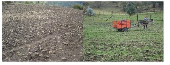 Experiencia con PRV en la ganadería Lindarhaja para producción de leche con ganado Holstein puro y su cruce con sueco rojo en el municipio de Guasca (Cundimarca, Colombia) - Image 7