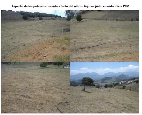 Experiencia con PRV en la ganadería Lindarhaja para producción de leche con ganado Holstein puro y su cruce con sueco rojo en el municipio de Guasca (Cundimarca, Colombia) - Image 19