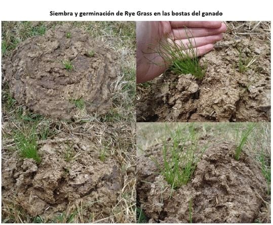 Experiencia con PRV en la ganadería Lindarhaja para producción de leche con ganado Holstein puro y su cruce con sueco rojo en el municipio de Guasca (Cundimarca, Colombia) - Image 23
