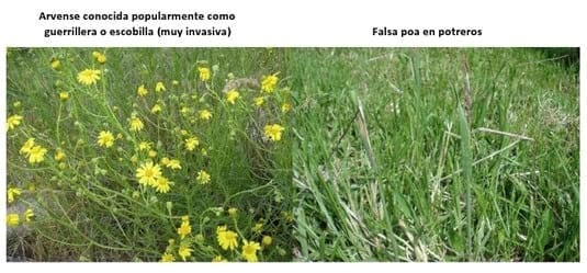 Experiencia con PRV en la ganadería Lindarhaja para producción de leche con ganado Holstein puro y su cruce con sueco rojo en el municipio de Guasca (Cundimarca, Colombia) - Image 9