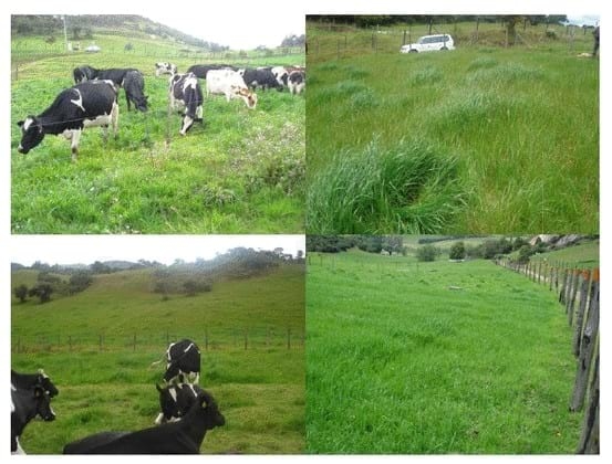 Experiencia con PRV en la ganadería Lindarhaja para producción de leche con ganado Holstein puro y su cruce con sueco rojo en el municipio de Guasca (Cundimarca, Colombia) - Image 26