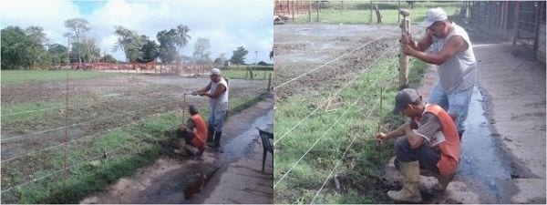 EXPERIENCIA CON PRV EN LA GANADERÍA EBENEZER PARA LA PRODUCCIÓN DE LECHE Y CARNE CON GANADO MESTIZO DE BIOTIPO CEBUÍNO EN EL MUNICIPIO DE MATURÍN, ESTADO MONAGAS, VENEZUELA - Image 15