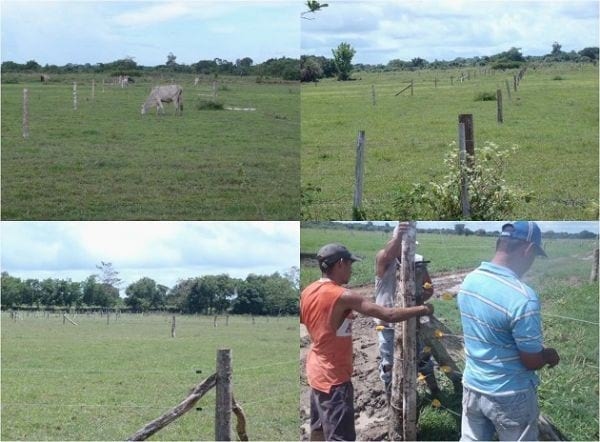 EXPERIENCIA CON PRV EN LA GANADERÍA EBENEZER PARA LA PRODUCCIÓN DE LECHE Y CARNE CON GANADO MESTIZO DE BIOTIPO CEBUÍNO EN EL MUNICIPIO DE MATURÍN, ESTADO MONAGAS, VENEZUELA - Image 18