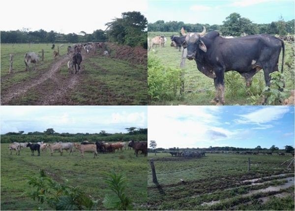 EXPERIENCIA CON PRV EN LA GANADERÍA EBENEZER PARA LA PRODUCCIÓN DE LECHE Y CARNE CON GANADO MESTIZO DE BIOTIPO CEBUÍNO EN EL MUNICIPIO DE MATURÍN, ESTADO MONAGAS, VENEZUELA - Image 19