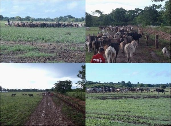 EXPERIENCIA CON PRV EN LA GANADERÍA EBENEZER PARA LA PRODUCCIÓN DE LECHE Y CARNE CON GANADO MESTIZO DE BIOTIPO CEBUÍNO EN EL MUNICIPIO DE MATURÍN, ESTADO MONAGAS, VENEZUELA - Image 20