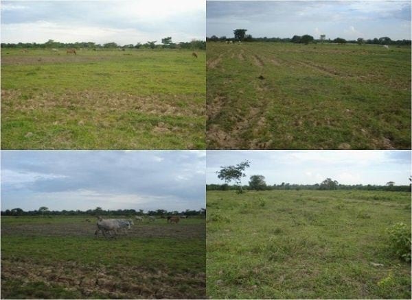 EXPERIENCIA CON PRV EN LA GANADERÍA EBENEZER PARA LA PRODUCCIÓN DE LECHE Y CARNE CON GANADO MESTIZO DE BIOTIPO CEBUÍNO EN EL MUNICIPIO DE MATURÍN, ESTADO MONAGAS, VENEZUELA - Image 9