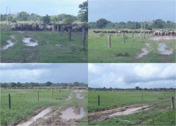 EXPERIENCIA CON PRV EN LA GANADERÍA EBENEZER PARA LA PRODUCCIÓN DE LECHE Y CARNE CON GANADO MESTIZO DE BIOTIPO CEBUÍNO EN EL MUNICIPIO DE MATURÍN, ESTADO MONAGAS, VENEZUELA - Image 22