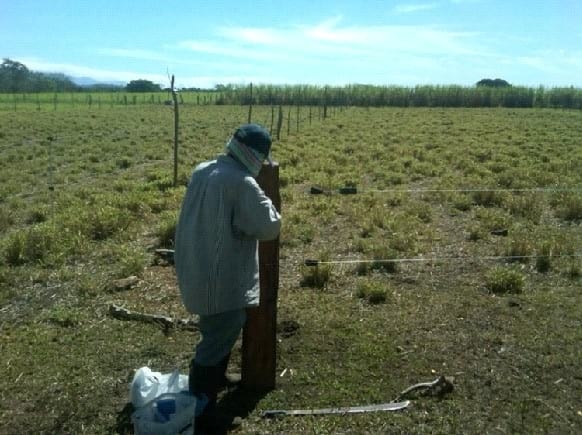 EXPERIENCIA CON PRV EN LA GANADERÍA “LAS MORAS” PARA LA CRÍA Y LA PRODUCCIÓN DE CARNE CON GANADO PURO Y COMERCIAL BRAHMAN BLANCO EN EL DISTRITO DE DAVID, PROVINCIA DE CHIRIQUÍ, REPÚBLICA DE PANAMÁ - Image 15