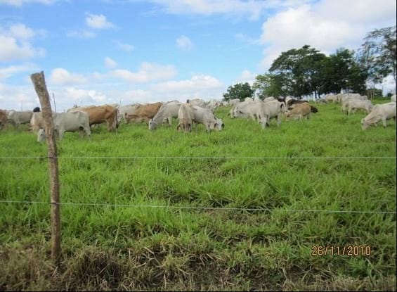 EXPERIENCIA CON PRV EN LA GANADERÍA “LAS MORAS” PARA LA CRÍA Y LA PRODUCCIÓN DE CARNE CON GANADO PURO Y COMERCIAL BRAHMAN BLANCO EN EL DISTRITO DE DAVID, PROVINCIA DE CHIRIQUÍ, REPÚBLICA DE PANAMÁ - Image 34
