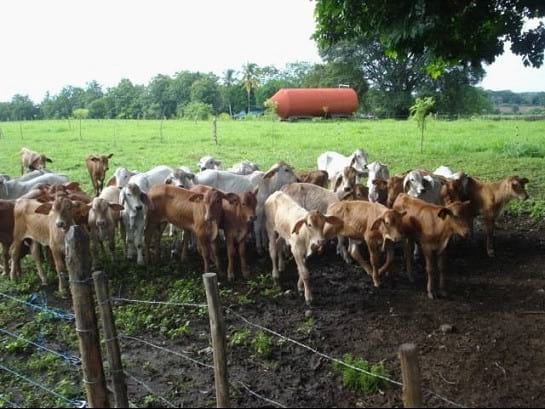 EXPERIENCIA CON PRV EN LA GANADERÍA “LAS MORAS” PARA LA CRÍA Y LA PRODUCCIÓN DE CARNE CON GANADO PURO Y COMERCIAL BRAHMAN BLANCO EN EL DISTRITO DE DAVID, PROVINCIA DE CHIRIQUÍ, REPÚBLICA DE PANAMÁ - Image 51