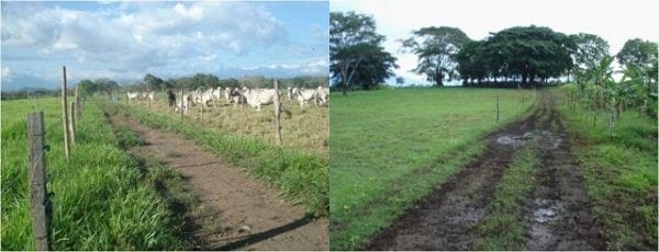 EXPERIENCIA CON PRV EN LA GANADERÍA “LAS MORAS” PARA LA CRÍA Y LA PRODUCCIÓN DE CARNE CON GANADO PURO Y COMERCIAL BRAHMAN BLANCO EN EL DISTRITO DE DAVID, PROVINCIA DE CHIRIQUÍ, REPÚBLICA DE PANAMÁ - Image 7