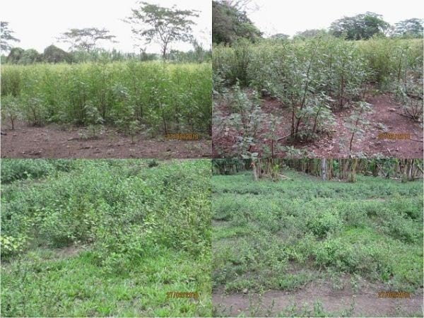 EXPERIENCIA CON PRV EN LA GANADERÍA “LAS MORAS” PARA LA CRÍA Y LA PRODUCCIÓN DE CARNE CON GANADO PURO Y COMERCIAL BRAHMAN BLANCO EN EL DISTRITO DE DAVID, PROVINCIA DE CHIRIQUÍ, REPÚBLICA DE PANAMÁ - Image 4