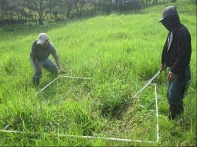 EXPERIENCIA CON PRV EN LA GANADERÍA “LAS MORAS” PARA LA CRÍA Y LA PRODUCCIÓN DE CARNE CON GANADO PURO Y COMERCIAL BRAHMAN BLANCO EN EL DISTRITO DE DAVID, PROVINCIA DE CHIRIQUÍ, REPÚBLICA DE PANAMÁ - Image 17