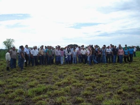 EXPERIENCIA CON PRV EN LA GANADERÍA “LAS MORAS” PARA LA CRÍA Y LA PRODUCCIÓN DE CARNE CON GANADO PURO Y COMERCIAL BRAHMAN BLANCO EN EL DISTRITO DE DAVID, PROVINCIA DE CHIRIQUÍ, REPÚBLICA DE PANAMÁ - Image 42