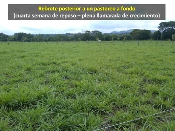 EXPERIENCIA CON PRV EN LA GANADERÍA “LAS MORAS” PARA LA CRÍA Y LA PRODUCCIÓN DE CARNE CON GANADO PURO Y COMERCIAL BRAHMAN BLANCO EN EL DISTRITO DE DAVID, PROVINCIA DE CHIRIQUÍ, REPÚBLICA DE PANAMÁ - Image 24